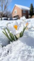 Beautiful macro white and purple crocus flowers blooming in the sunlight, a sign of the coming spring season photo