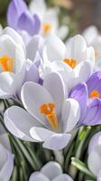 Beautiful white and purple crocus flowers blooming in the sunlight, a sign of the coming spring season background photo