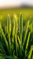 Dewy verdant grass blades sparkling under early sunlight, embodying fresh springtime and natural awakening background photo