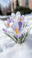 Beautiful macro white purple crocus flowers blooming in the sunlight, a sign of the coming spring season background photo