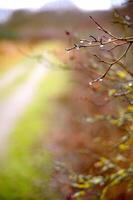 wild rose branch with drops of water autumn path copy space photo