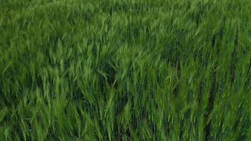 Green spikelets swaying in wind. Fresh plants growing on a field in spring. Flight over agricultural field with organic plants. Aerial view. video