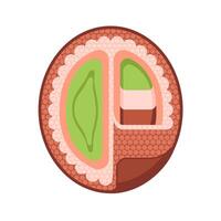 Illustration of a coffee bean in section in flat style. vector