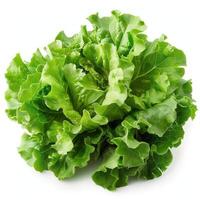 A close-up photograph of a green leafy vegetable, possibly lettuce or spinach, with its leaves arranged in a circular pattern and set against a plain white background. photo