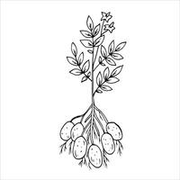 Graphics black outline potato bush. Two versions - with and without filling vector