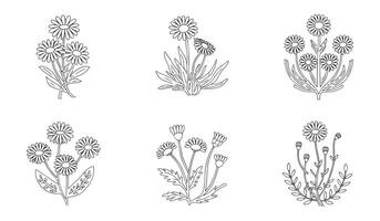 Daisy Flower Line Art Set vector