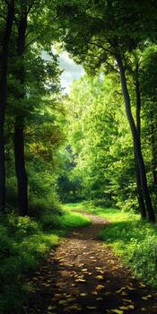 The path through a forest with trees on either side photo
