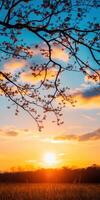 A tree branch with leaves and a sun in the sky photo