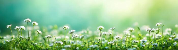 A field of white flowers with a bright blue sky in the background photo