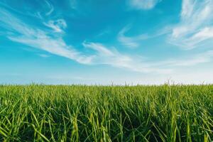 A field of grass with a clear blue sky in the background photo