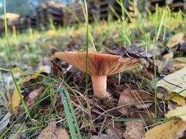 Mushroom in autumn forest surrounded by fallen leaves and grass photo
