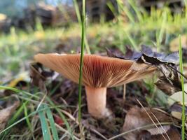 Autumn forest floor with mushroom amidst fallen leaves in natural setting photo