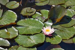 Bud of a soft pink water lily against the background of large green leaves on the surface of the water. photo