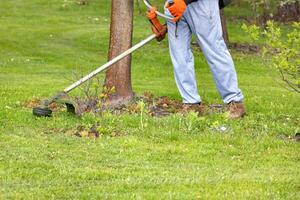 A gardener mows the grass with a trimmer near a tree trunk and a young bush on a spring day. photo