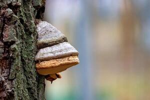 Unique mushroom growth on a tree trunk in a serene forest setting during springtime. Copy space. photo