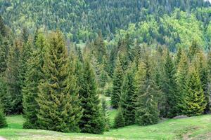 Lush green forest landscape showcasing vibrant trees and nature's tranquility in spring photo