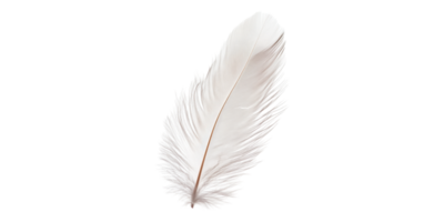 White feather on transparent background isolated on transparent background png