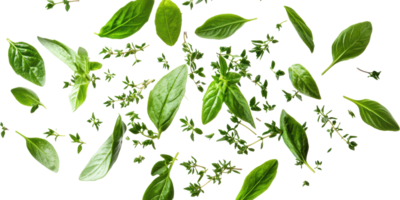 Fresh green leaves of basil and thyme isolated on transparent background png