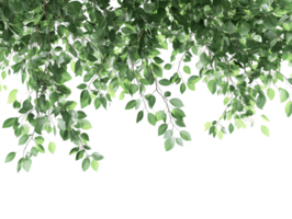 Lush Green Foliage Cascading Down, Creating a Natural Frame for Spring and Summer Designs png