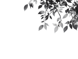 Monotone Leaves A Study in Texture and Shadow png