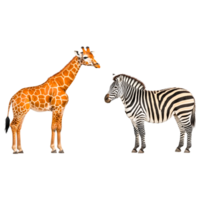 Giraffe and Zebra in Friendly Encounter png