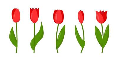 Set of red tulips isolated on white background. Flowers elements for spring or festive design. vector