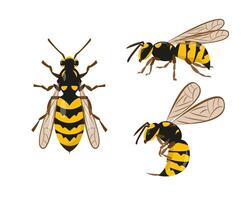 Wasp or hornet icons set on white background. vector