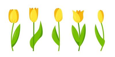Set of yellow tulips. Flower elements for spring or festive design. vector