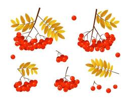 Rowan branches with red berries and leaves on white background. Elements for autumn or summer nature design. vector