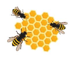 Three bees on honeycombs vector