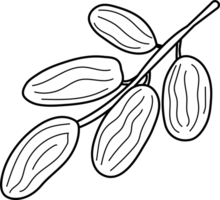 Minimalist Line Art of Branch of Dates for Coloring Page png