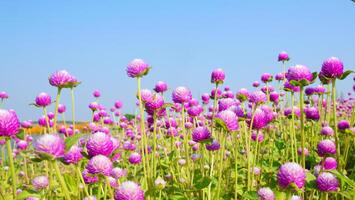 A field of purple globe amaranth flowers under a bright blue sky photo