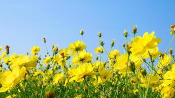 A field of beautiful yellow cosmos flowers amidst a clear sky background photo