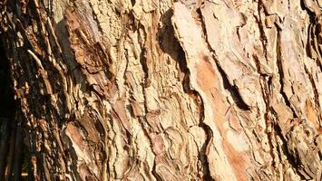 texture of the bark under sunlight photo