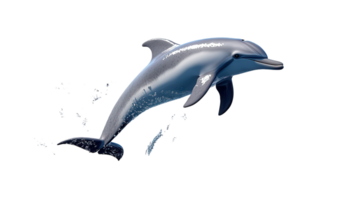 A Playful Dolphin Jumping Out of the Water - A Great Image for Oceanic Themed Projects, Advertisements, and Educational Use. png