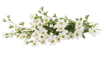 A Beautiful Cluster of Small White Daisies Surrounded by Lush Greenery Perfect for Nature Themes, Floral Designs, and Spring-Based Projects. png