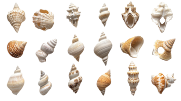 Beautiful Arrangement of Various Seashells Perfect for Coastal Decor and Artisan Projects to Add Natural Elegance. png