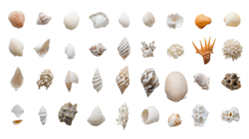 A Diverse Collection of Beautiful Seashells in Unique Shapes Perfect for Beach-Themed Decor and Craft Projects. png