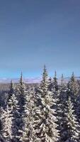 Aerial perspective showcases tall evergreen trees dusted with fresh snow, highlighting the tranquil beauty of winter in a vast mountainous landscape under a clear sky. Vertical footage video