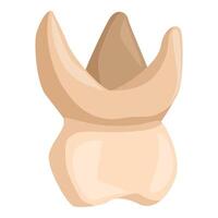 Upper first molar emerging from gums during teething process vector