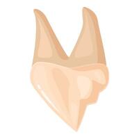 Lower first molar showing two roots and five cusps vector
