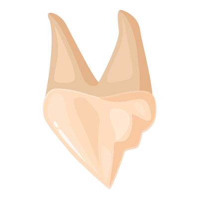 Lower first molar showing two roots and five cusps