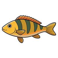 Perch Fish for Educational Use vector
