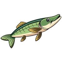 Pike Fish Digital Drawing vector
