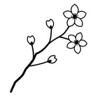 Cherry blossom branch featuring two small blooms vector