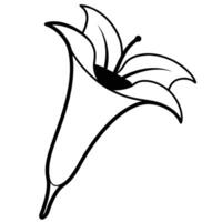 Lily flower with trumpet-shaped bloom and visible petal veins vector