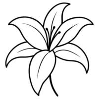 Lily flower featuring gently drooping petals vector