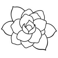 Single blooming camellia flower with soft rounded petals vector