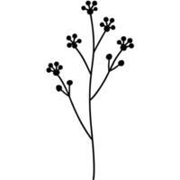 Wildflower with multiple small blooms on single elegant stem vector