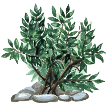 acquerello verde cespuglio lato Visualizza illustrazione. png